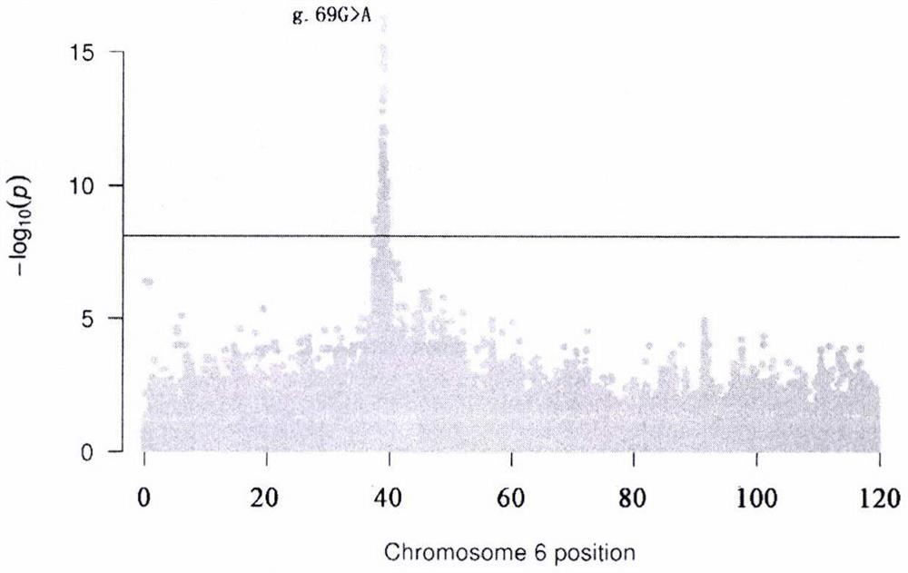 SNP loci related to spleen weight on chromosome 6 of meat Simmental cattle and its application