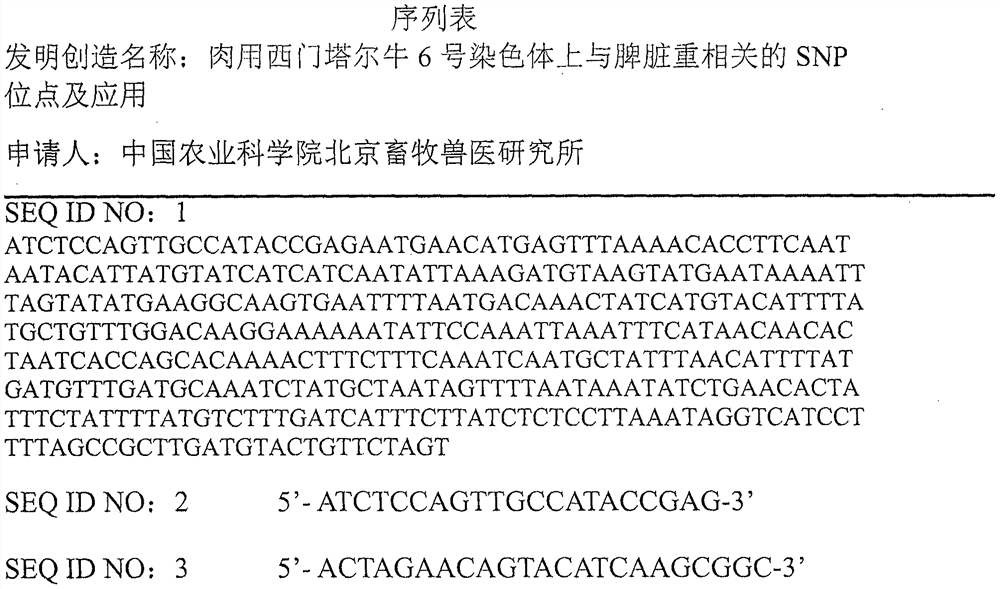 SNP loci related to spleen weight on chromosome 6 of meat Simmental cattle and its application