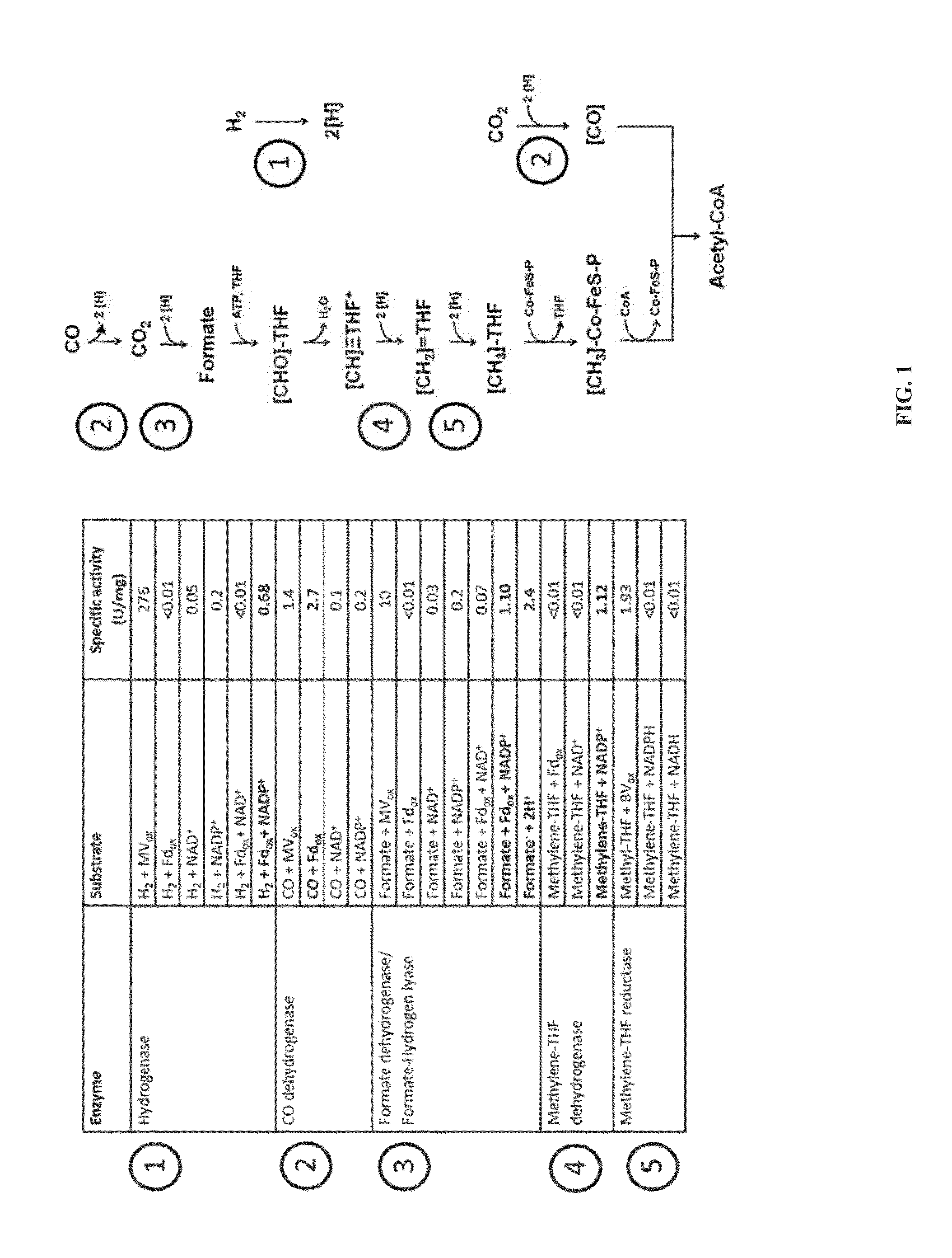 Recombinant microorganisms comprising NADPH dependent enzymes and methods of production therefor
