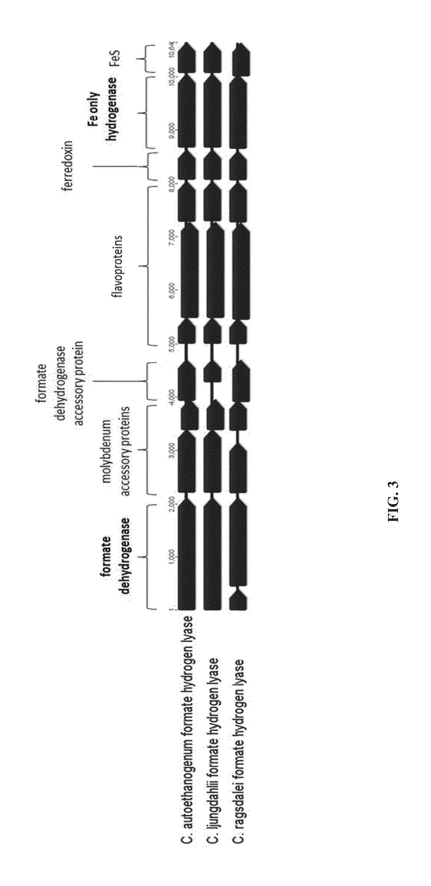 Recombinant microorganisms comprising NADPH dependent enzymes and methods of production therefor