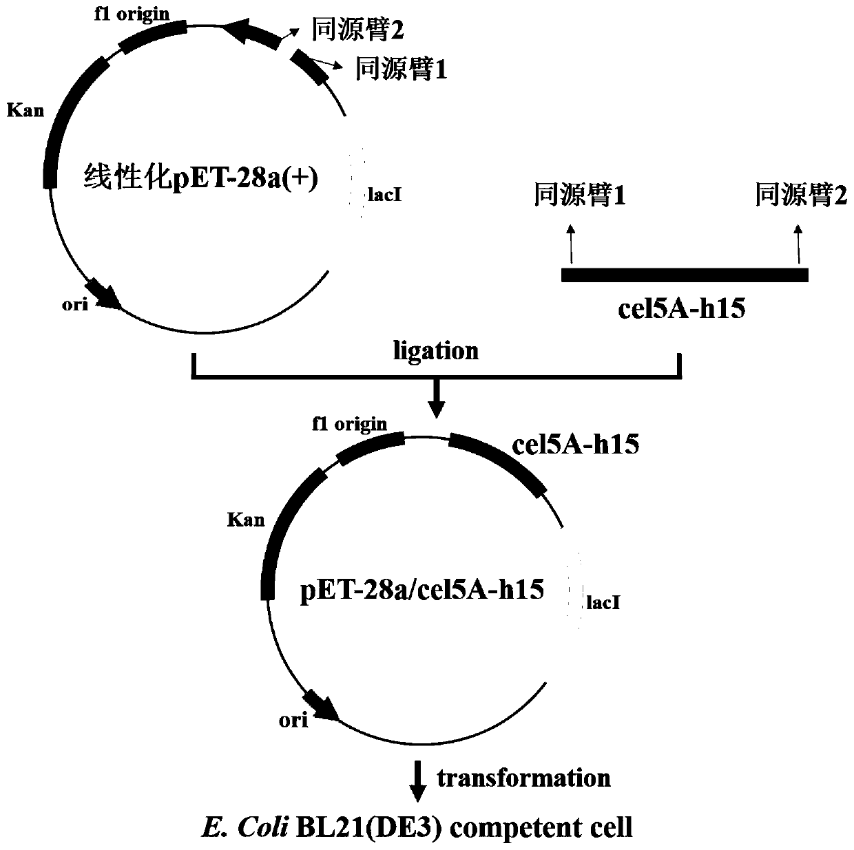 Endoglucanase, its coding gene cel5a-h15 and its application