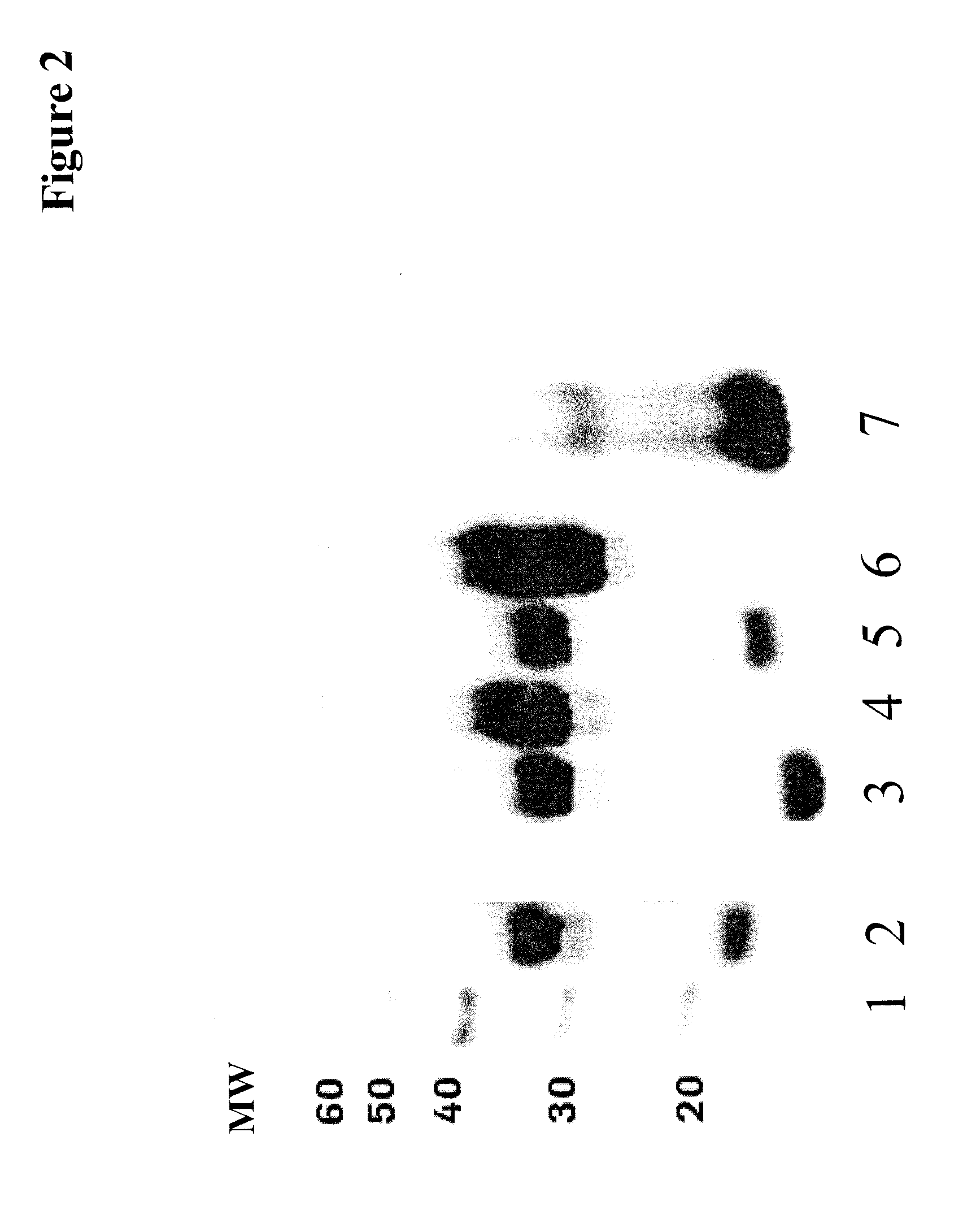 Improved recombinant polypeptide production methods