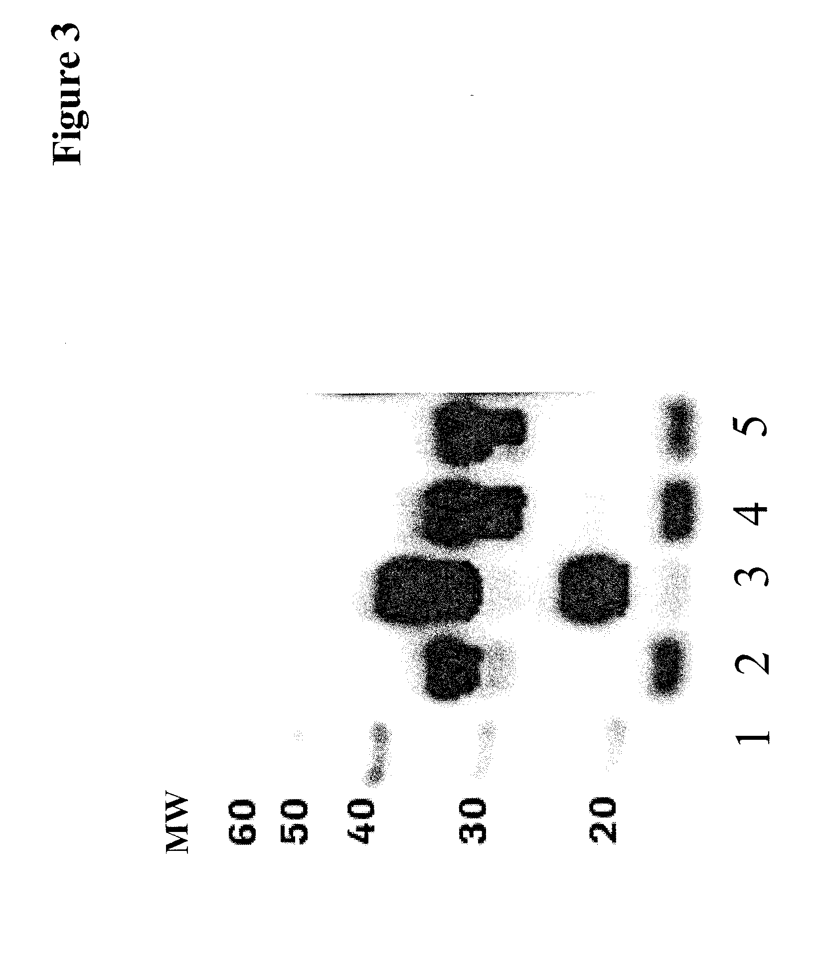 Improved recombinant polypeptide production methods