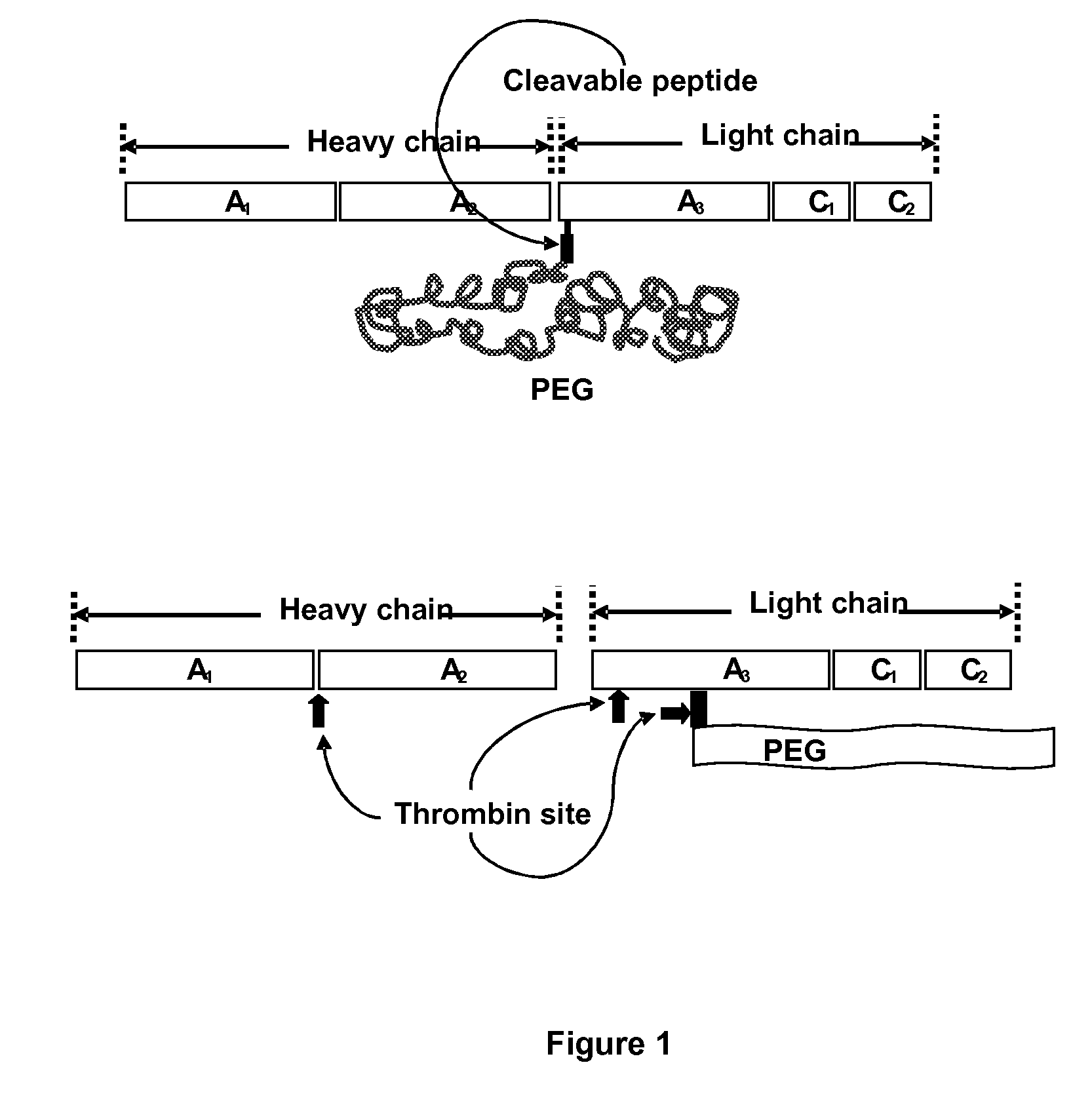 Protein conjugate having an endopeptidase- cleavable bioprotective moiety
