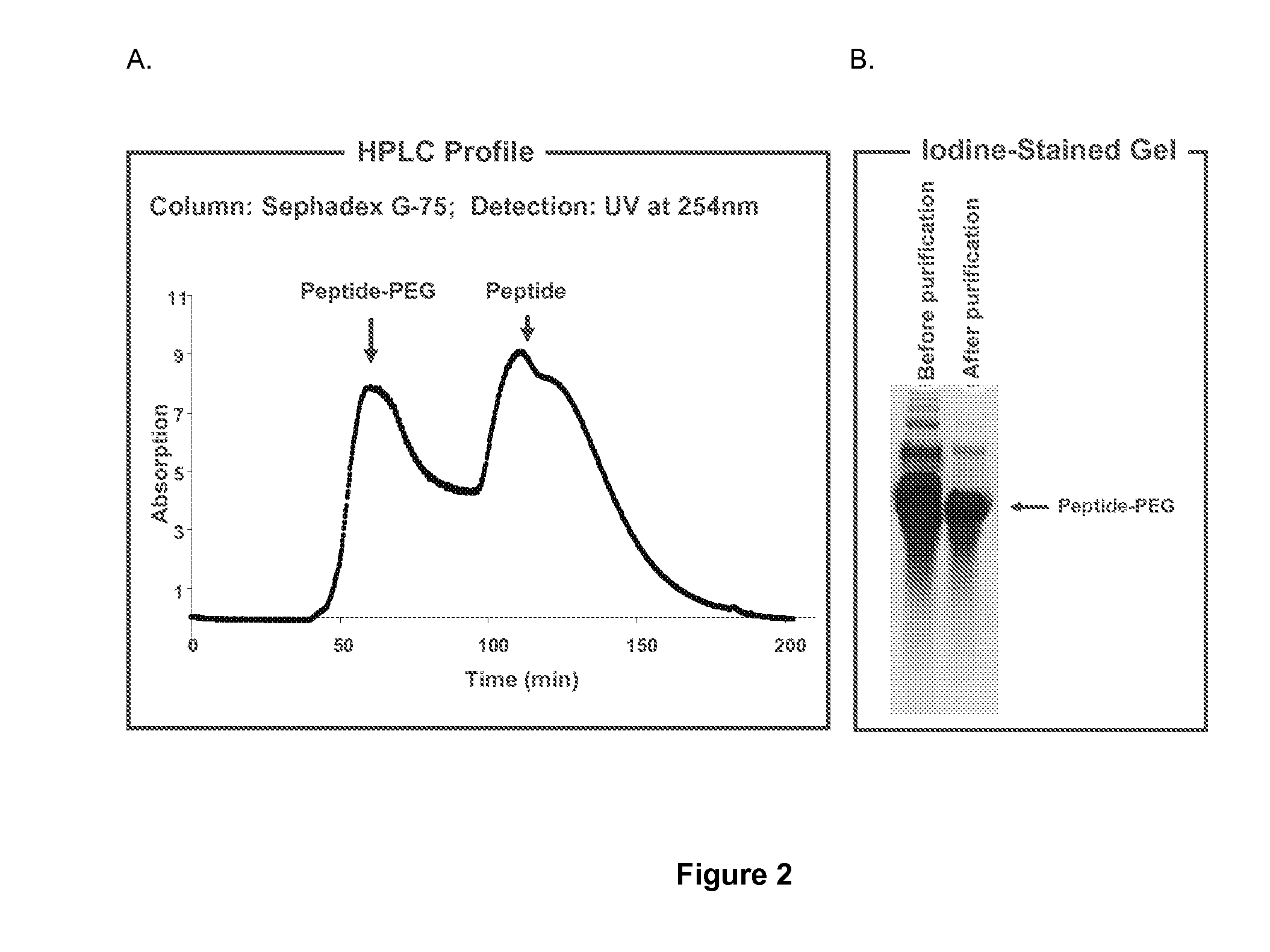 Protein conjugate having an endopeptidase- cleavable bioprotective moiety