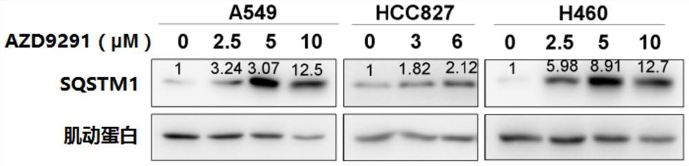 A kind of egfr kinase inhibitor and its application in preparing anticancer drugs