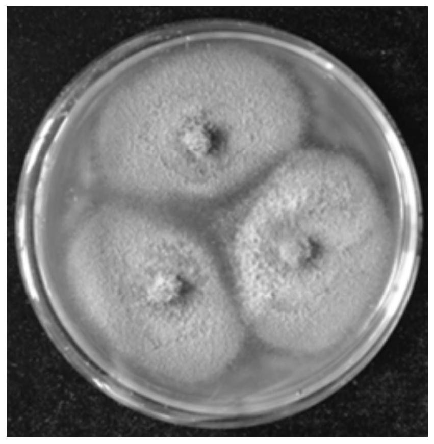 Fusarium aromatic fungus hnu066 and its application in the degradation of waste gas containing hydrogen sulfide