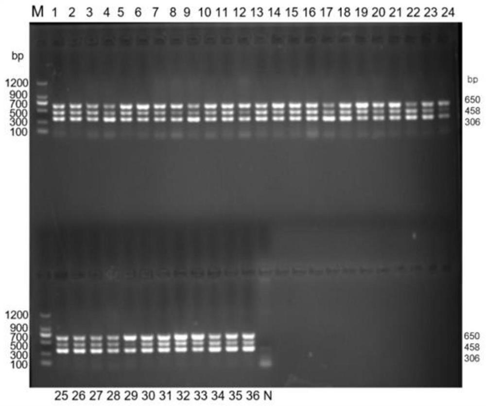 Triple PCR detection method for simultaneously detecting three feline diarrhea viruses and application of triple PCR detection method