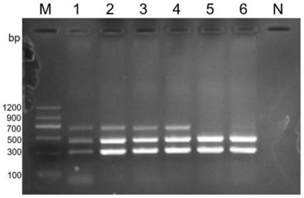 Triple PCR detection method for simultaneously detecting three feline diarrhea viruses and application of triple PCR detection method