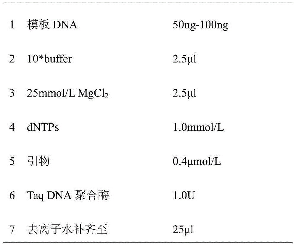 Molecular identification method used for siniperca chuatsi, siniperca scherzeri and hybrid f1 of siniperca chuatsi and siniperca scherzeri