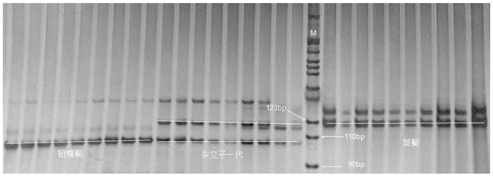 Molecular identification method used for siniperca chuatsi, siniperca scherzeri and hybrid f1 of siniperca chuatsi and siniperca scherzeri