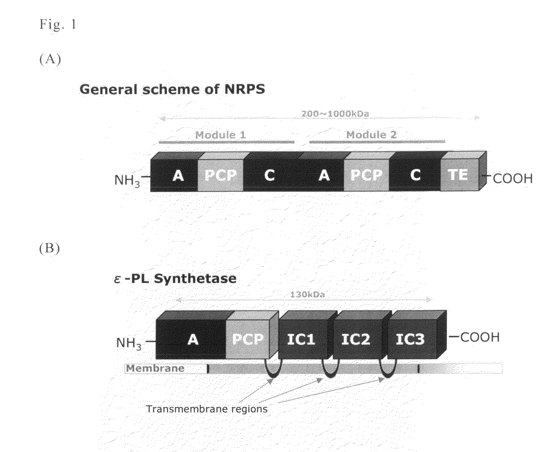 Polyamino acid synthetase and gene encoding the same