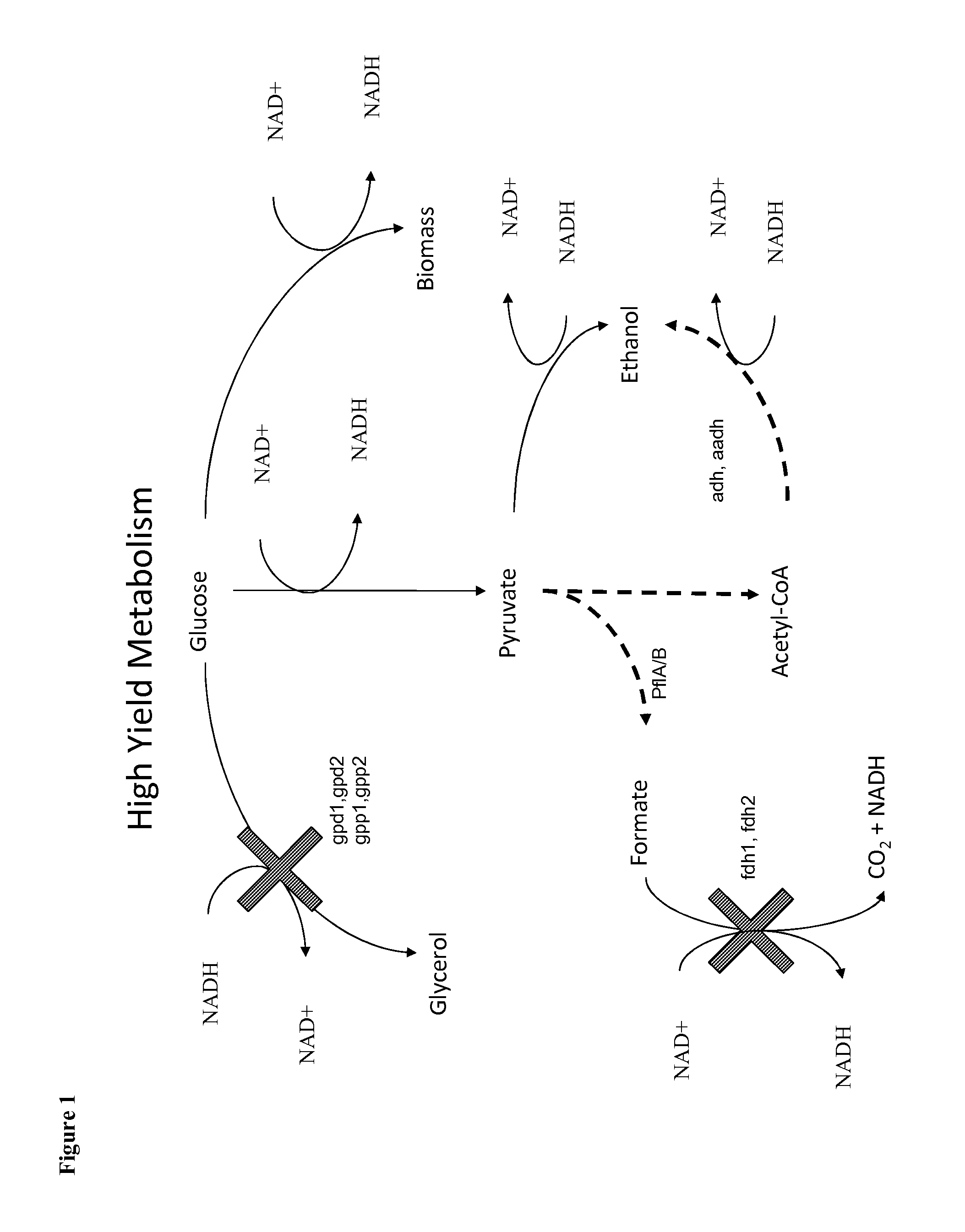 Methods for the improvement of product yield and production in a microorganism through the addition of alternate electron acceptors
