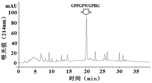 Preparation method of hairtail fish bone iron chelated collagen peptide