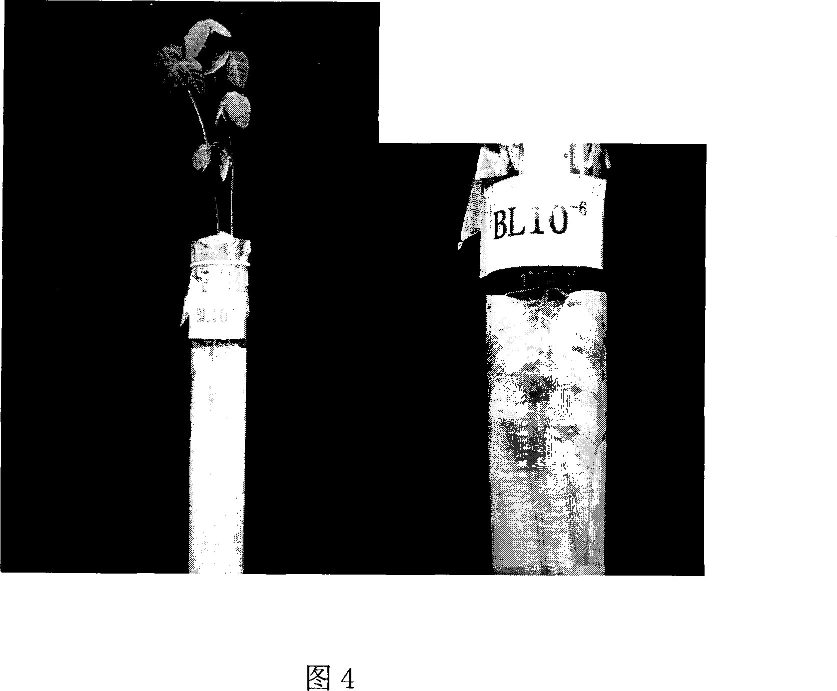 Root nodule azotobacter strain BXYD3 and uses thereof