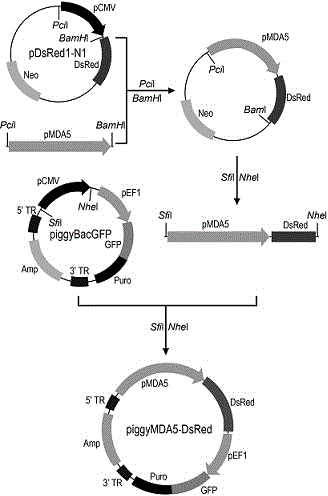 Chicken MDA5 gene promoter and application thereof