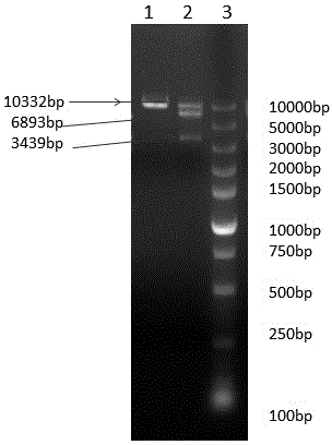 Chicken MDA5 gene promoter and application thereof