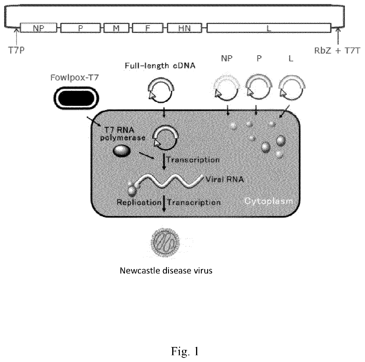 Recombinant oncolytic newcastle disease viruses with increased activity