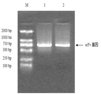 Reagent kit for detecting Fumonisin B1 of genetically engineered single-chain antibody and method thereof