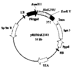 Use of a histidine kinase gene hisk2301