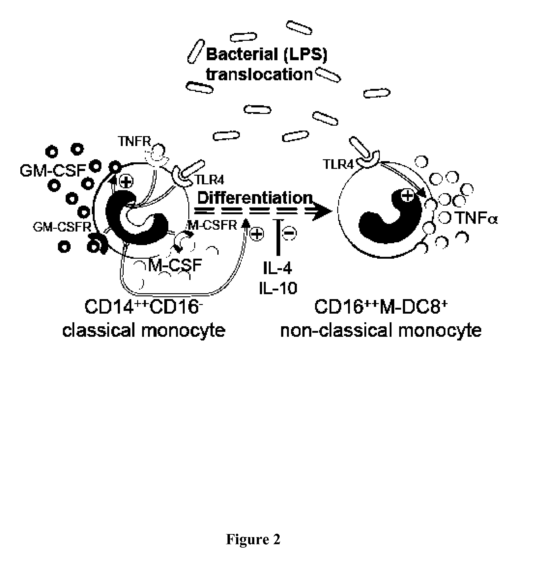 M-DC8+ Monocyte Depleting Agent for the Prevention or the Treatment of a Condition Associated with a Chronic Hyperactivation of the Immune System