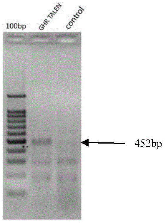 Transcription activator like effector nuclease and application thereof