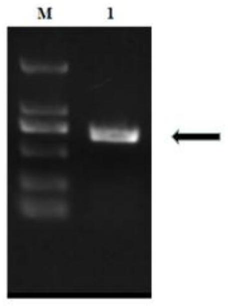 Construction and application of an anti-sclerotinia gene gmgst1 and gmgst1 transgenic plant