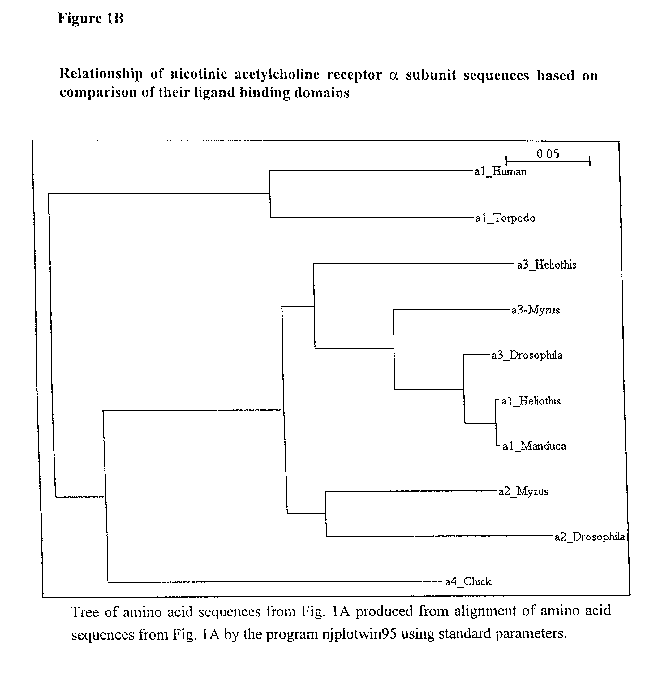 Acetylcholine receptor subunits