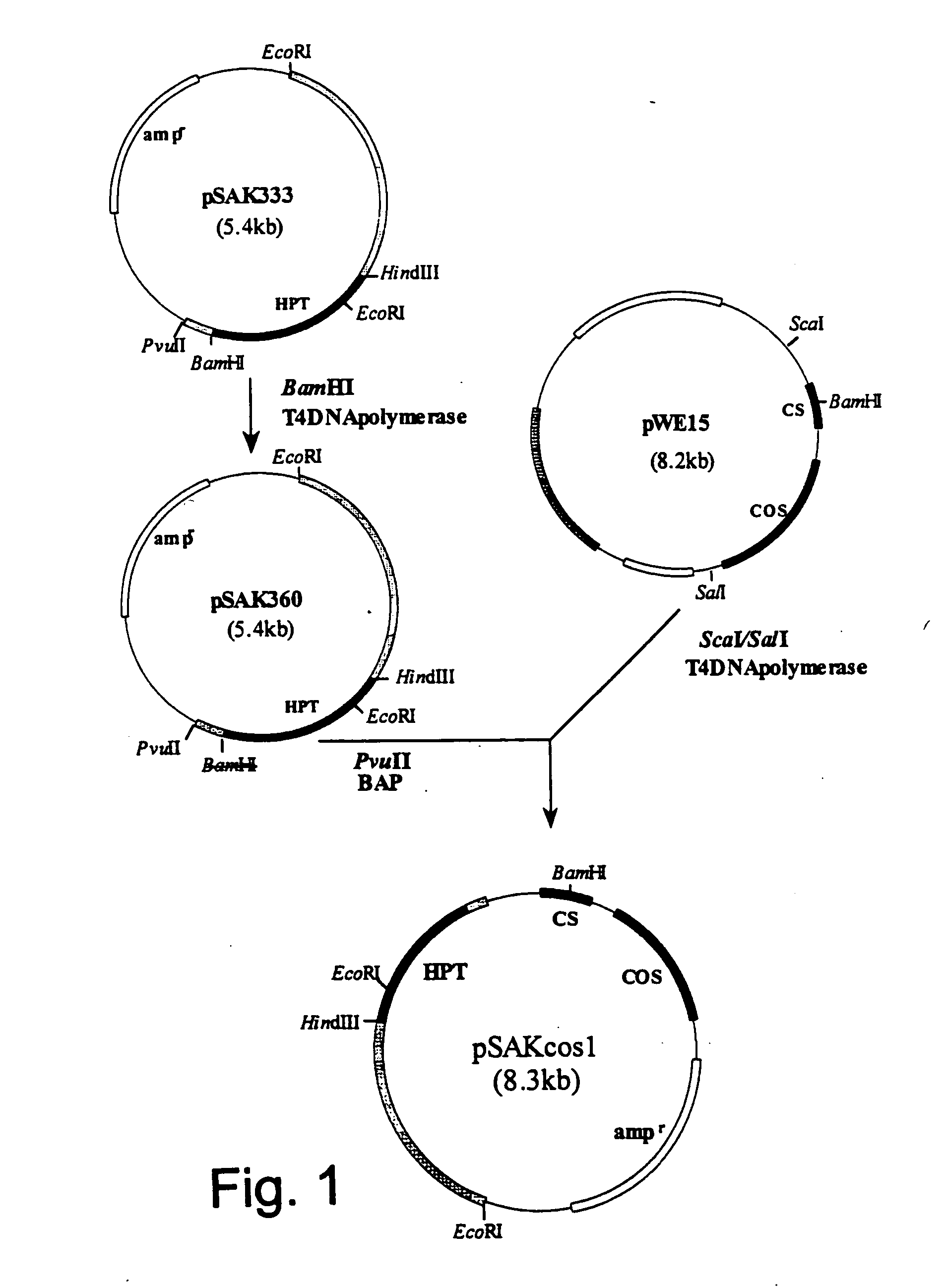 Genes from a gene cluster