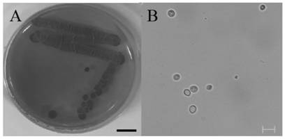 Saccharomyces cerevisiae for whole-process green production of fruit wine and application of saccharomyces cerevisiae