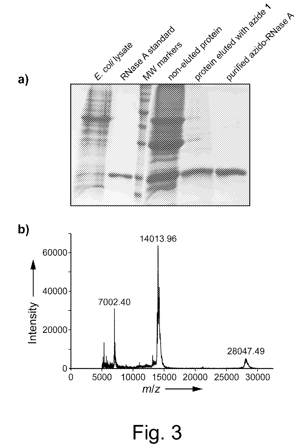 Reagents and methods for appending functional groups to proteins