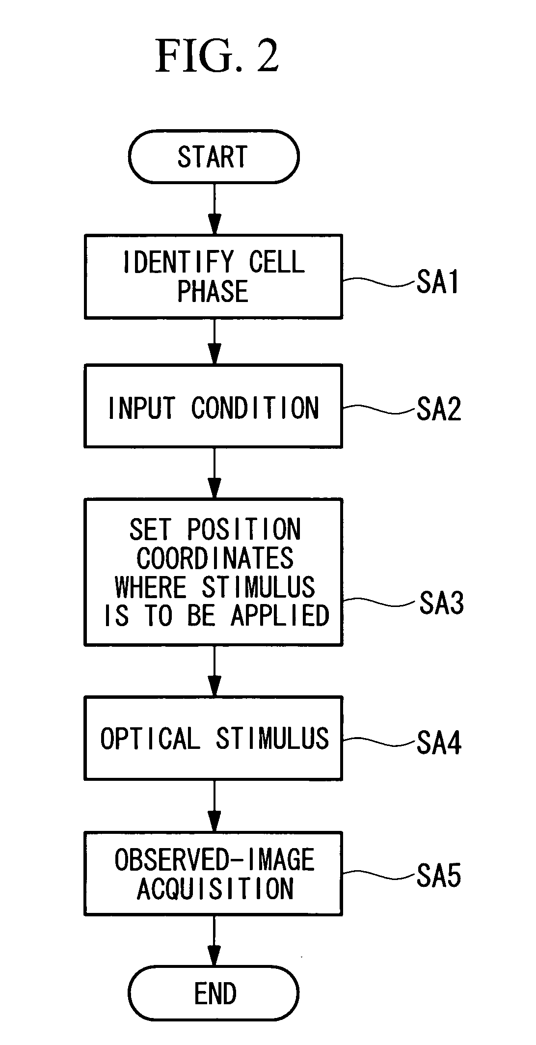 Microscope apparatus and cell observation method