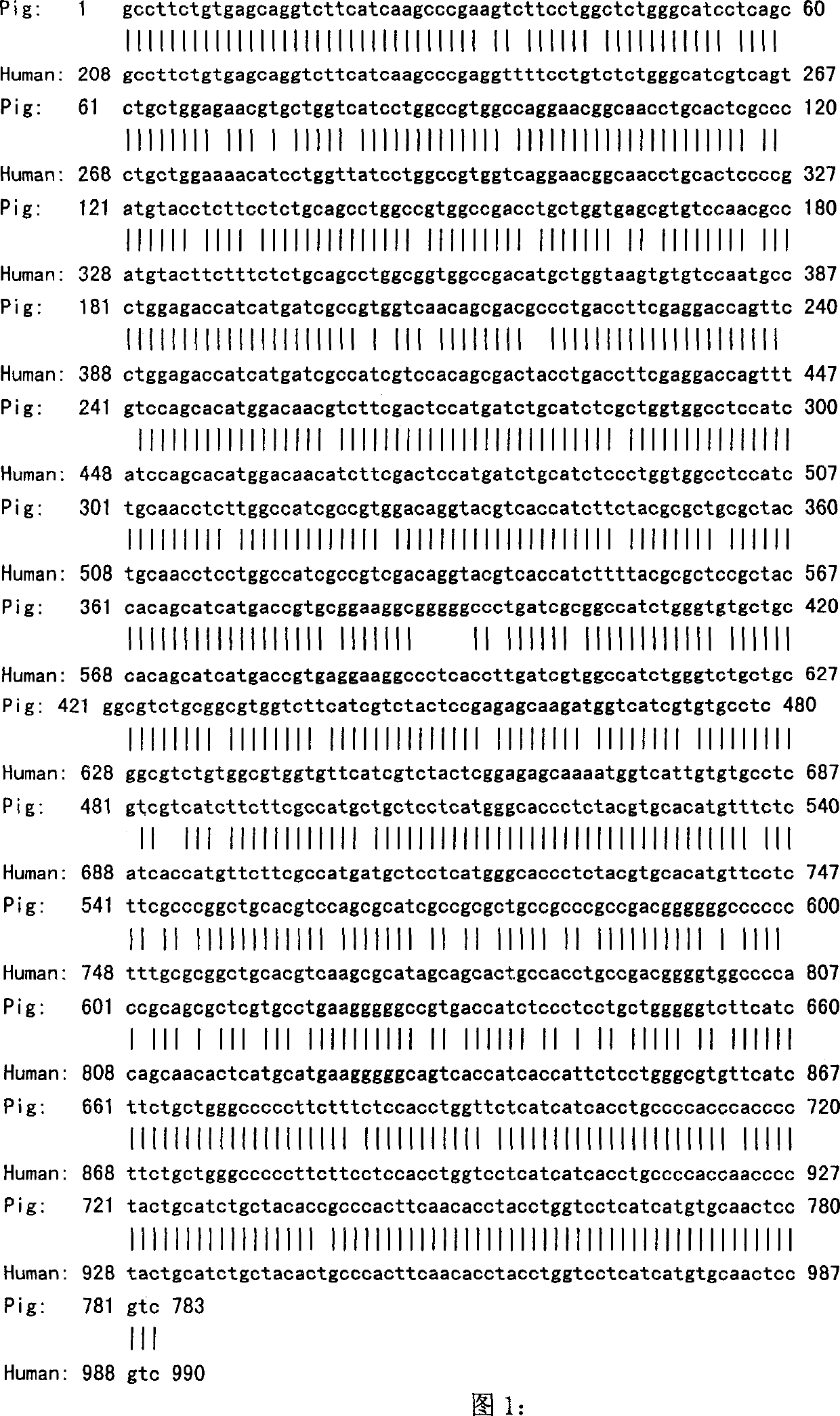 Gene of cortexin-3 receptor of pig melanin and method for detecting polymorphism of mononucleotide