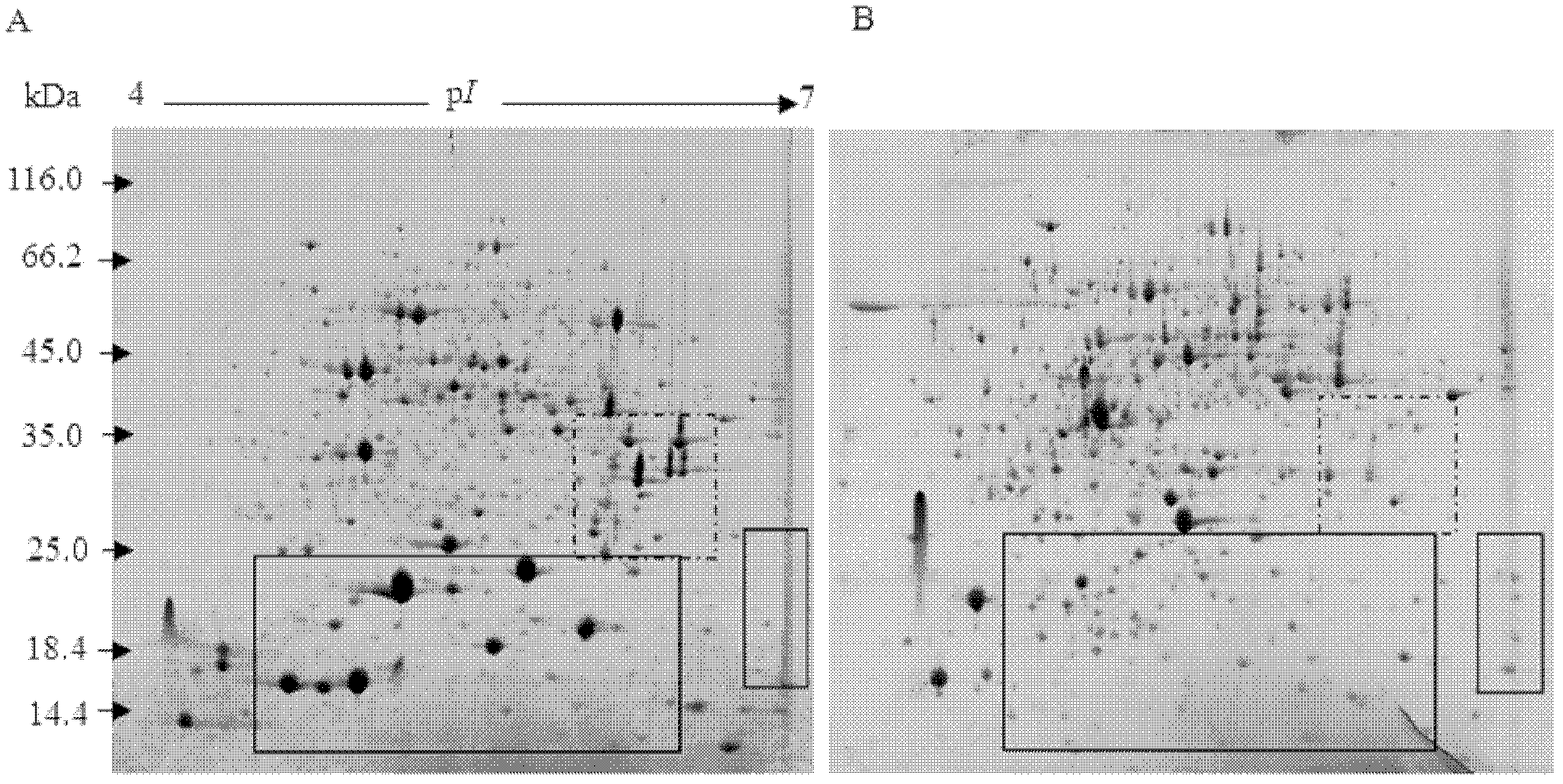 Electrophoresis method for removing Rubisco enzyme interference of watermelon leaves and separating residual low-abundance proteins