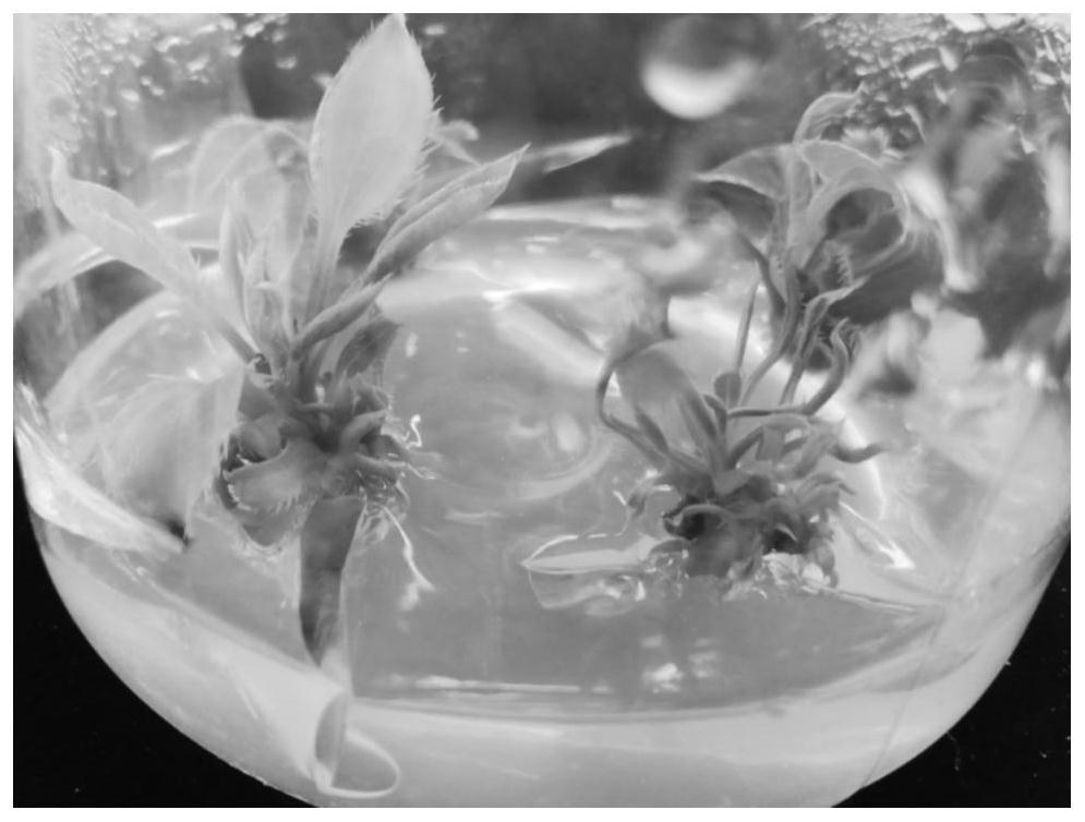 A method for direct regeneration and in vitro rooting of Qizhu hypocotyls