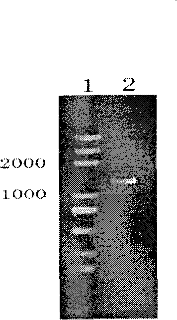Bacterial laccase gene and expression and application thereof