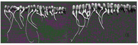 Growth regulator for improving peanut seed vitality and preparation method thereof