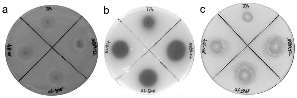 Method for screening high-yield cellulase filamentous fungi through self-adaptive mutagenesis