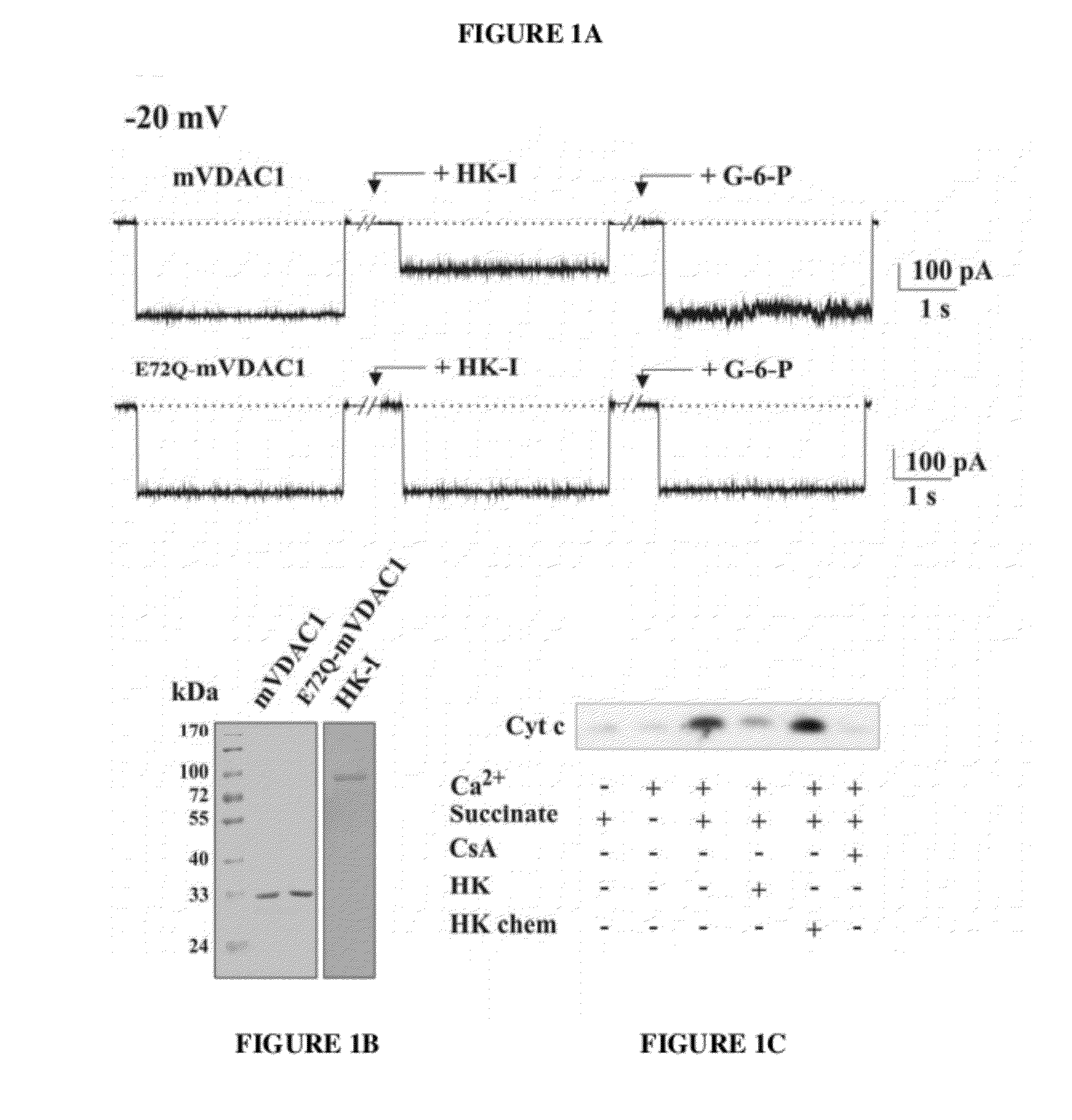 Vdac1 compositions and methods of use thereof for regulating apoptosis
