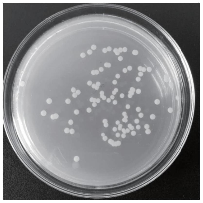 Alcaligenes faecalis GBW-HB1905 for efficiently removing COD (Chemical Oxygen Demand) in aquaculture wastewater and application of alcaligenes faecalis GBW-HB1905