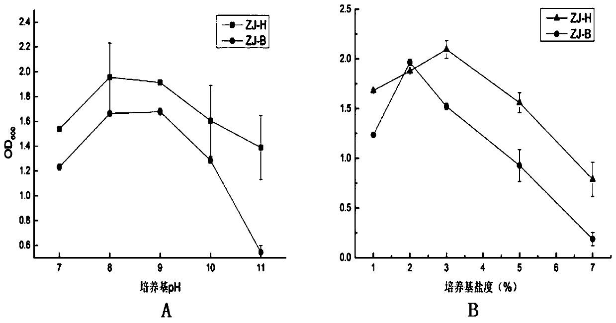 Arthrobacter strain ZJ-H and application thereof