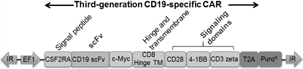Preparation of PD-1 knocked-out CD19 CAR (Chimeric Antigen Receptor)-T cell