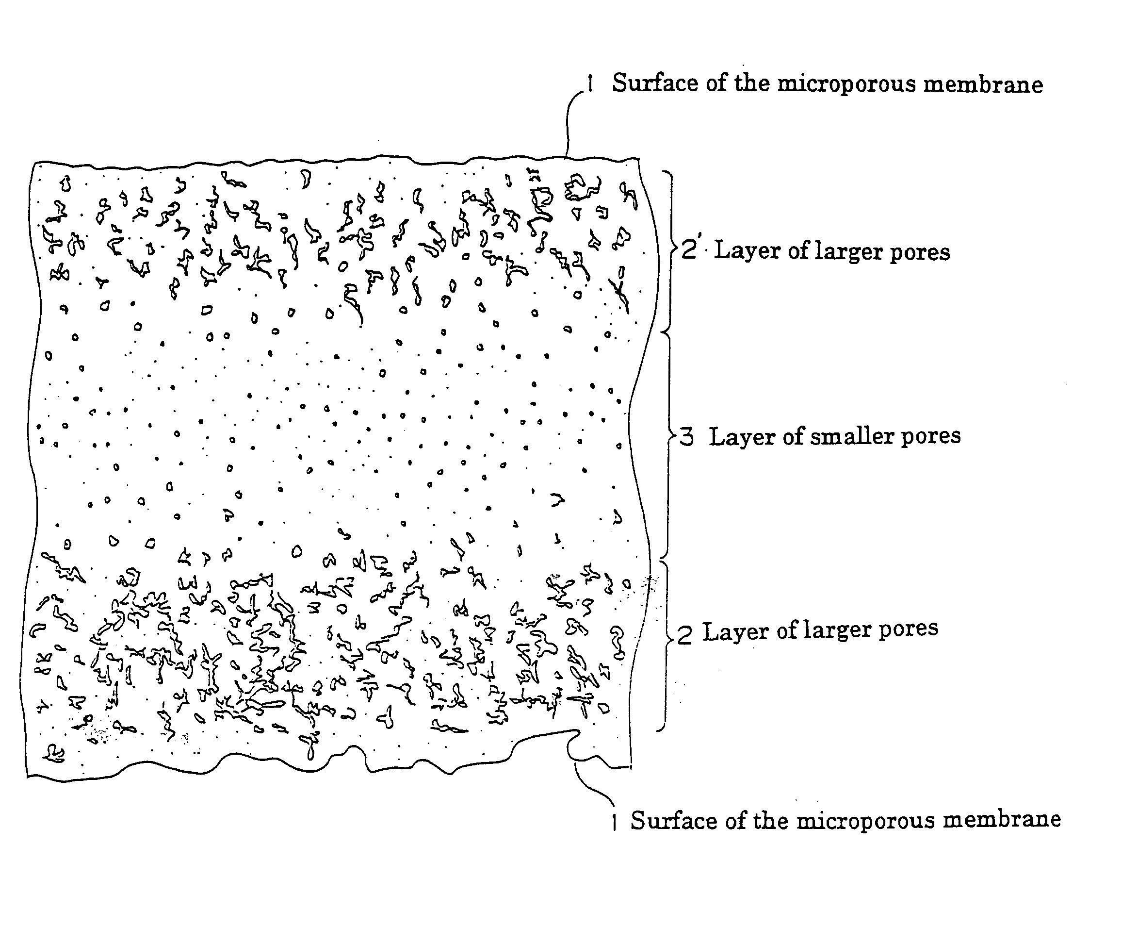Microporous polyolefin membrane, and method of producing the same