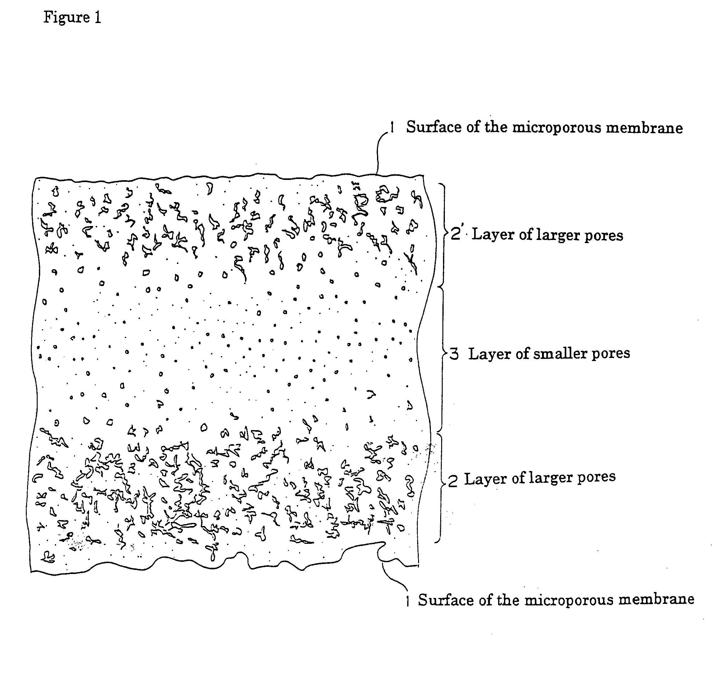 Microporous polyolefin membrane, and method of producing the same