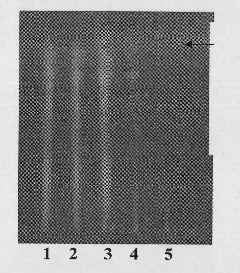 Method for identifying medlar and common cnidium fruit in Qirong tablets