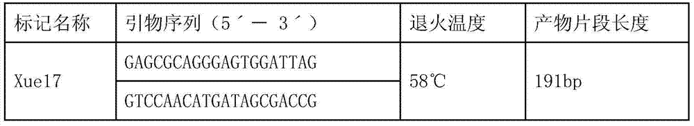 Molecular labeled primer resistant to brown planthopper gene Bph28(t) and marking method and application thereof