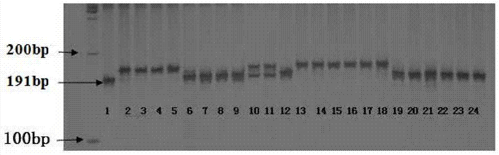 Molecular labeled primer resistant to brown planthopper gene Bph28(t) and marking method and application thereof