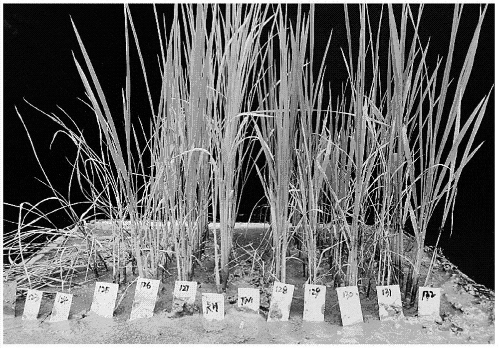 Molecular labeled primer resistant to brown planthopper gene Bph28(t) and marking method and application thereof