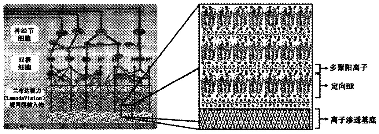 A method for stimulating retinal cells and treating vision loss