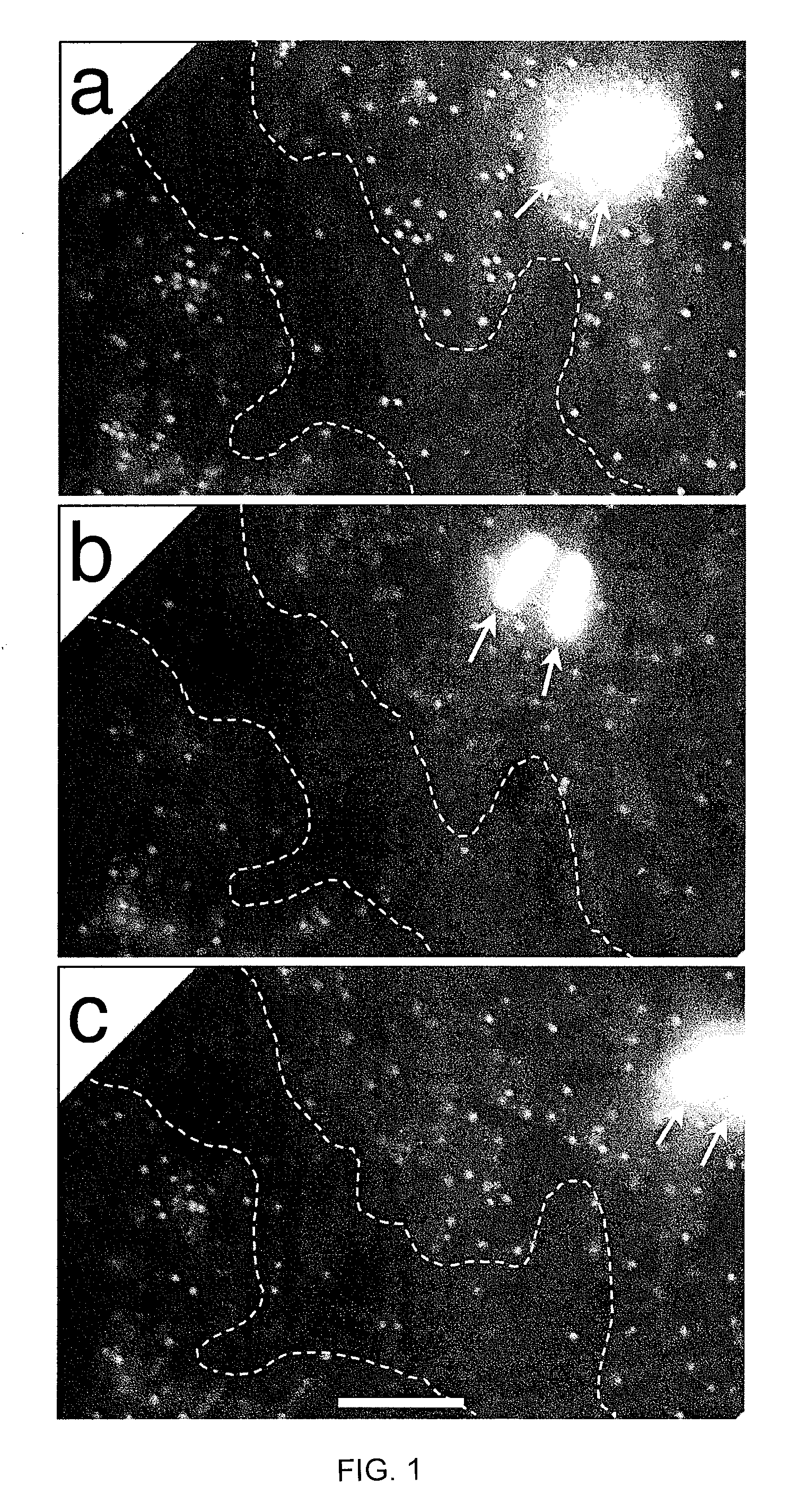 Methods and compositions involving bacteriophage isolates